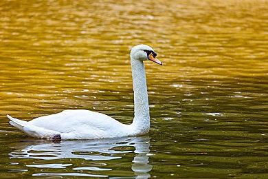 《英灵乱战》联动《街头霸王》 官方发布预告片
